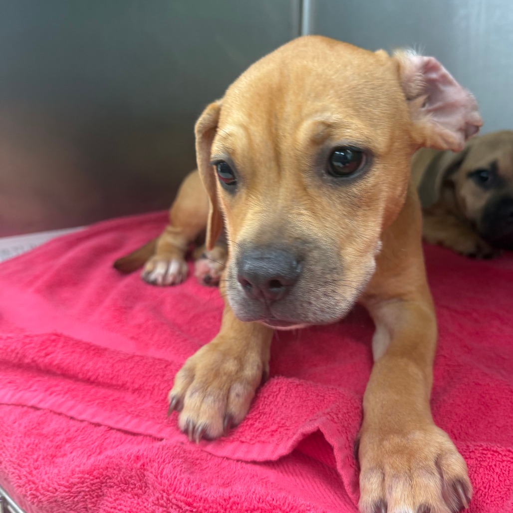 MARIGOLD - Unknown available for adoption
