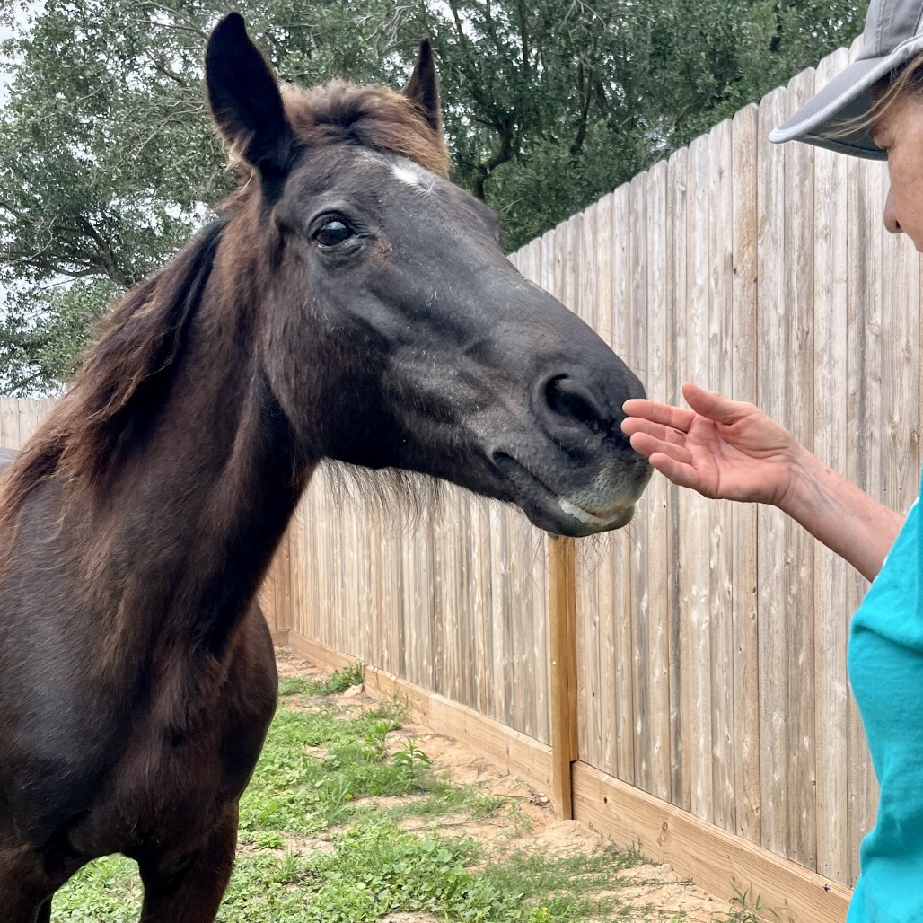 RAVEN - Standardbred available for adoption