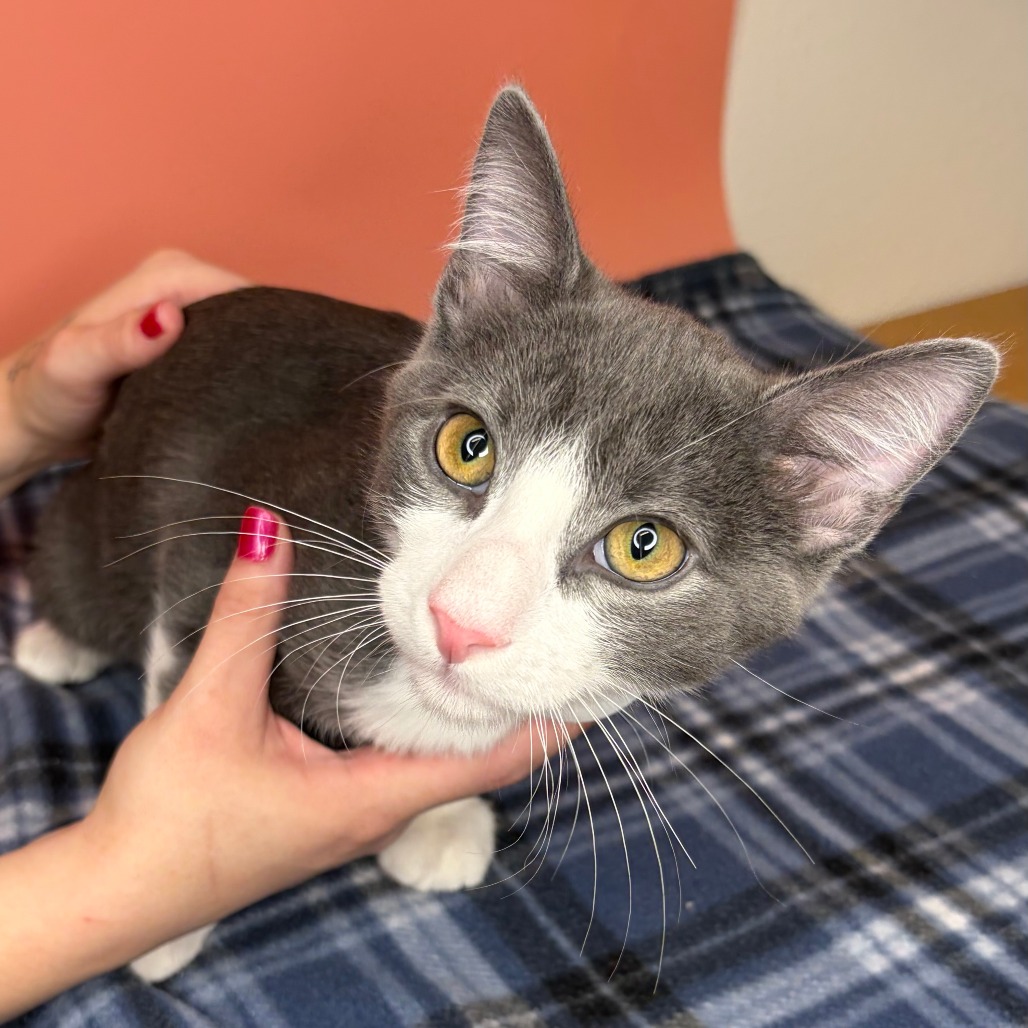 RUFUS DU SOL - Domestic Shorthair available for adoption