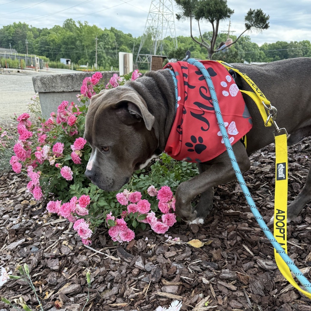 Fish is available for adoption at Guilford County Animal Services