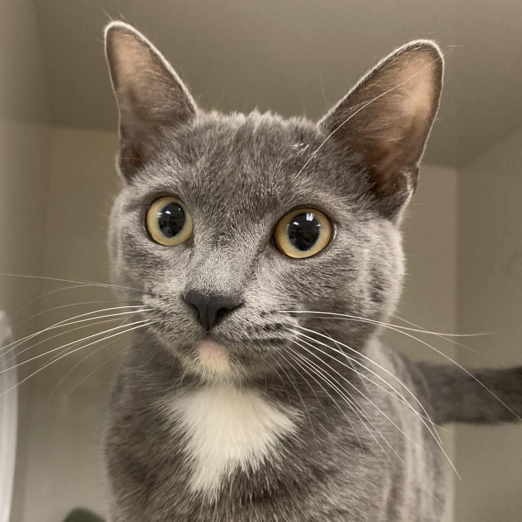 Gracie - Domestic Shorthair