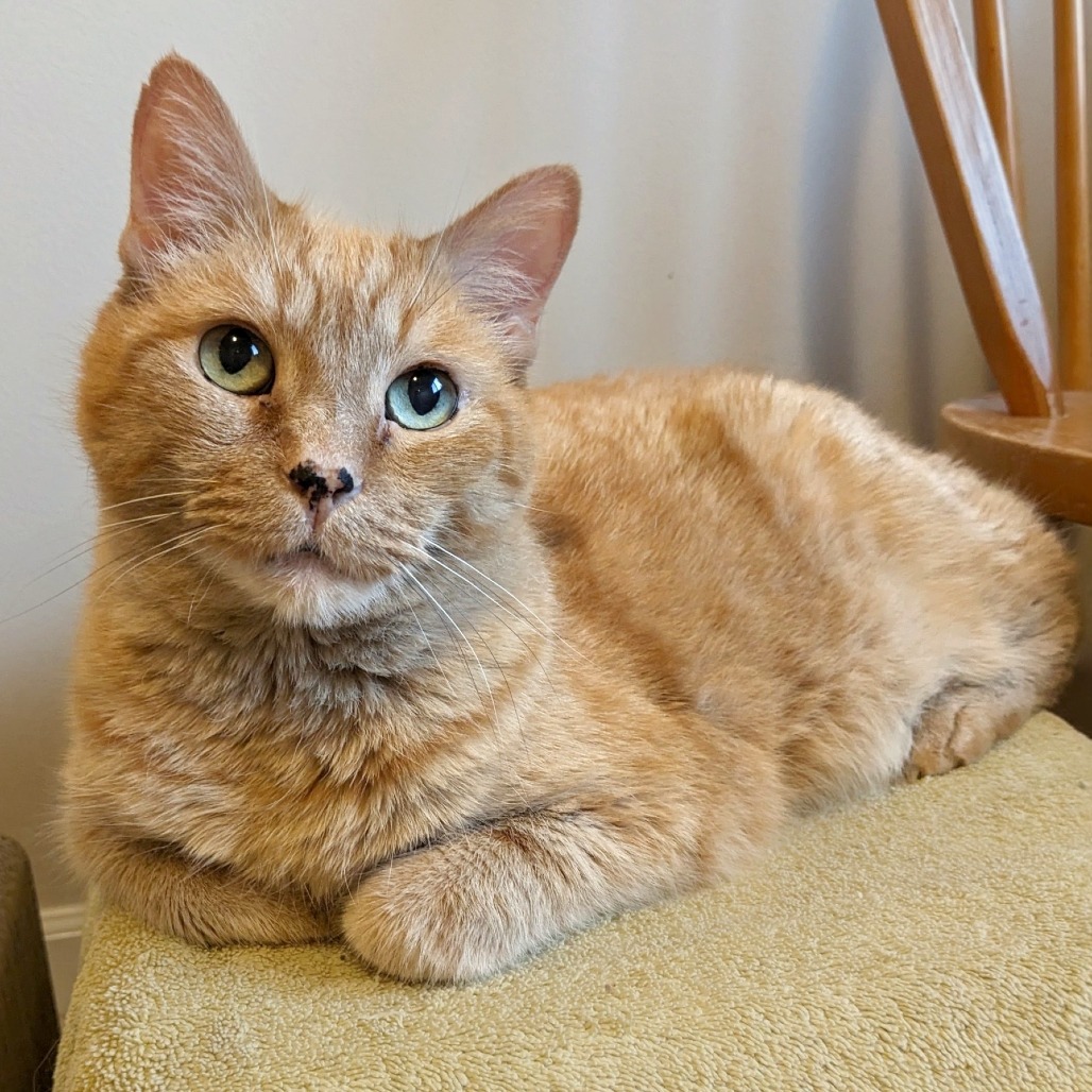Photo of Pepita