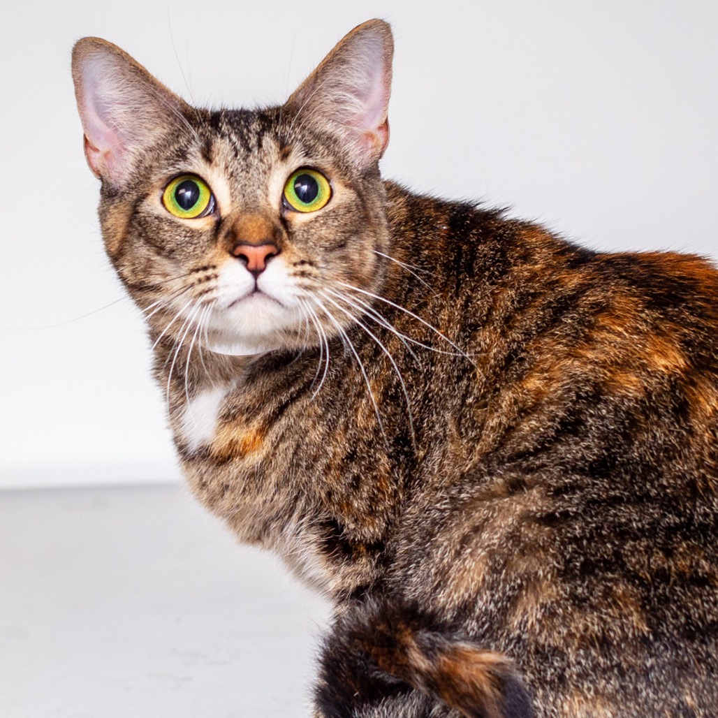 CHRISTMAS - Domestic Shorthair / Mix available for adoption