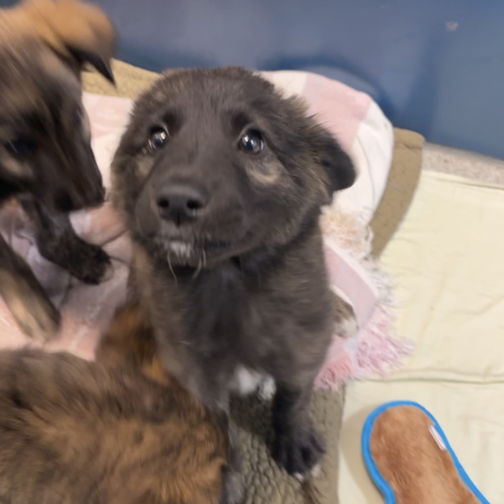 SPICY MAYO - Shepherd, German / Mixed Breed (Large) available for adoption