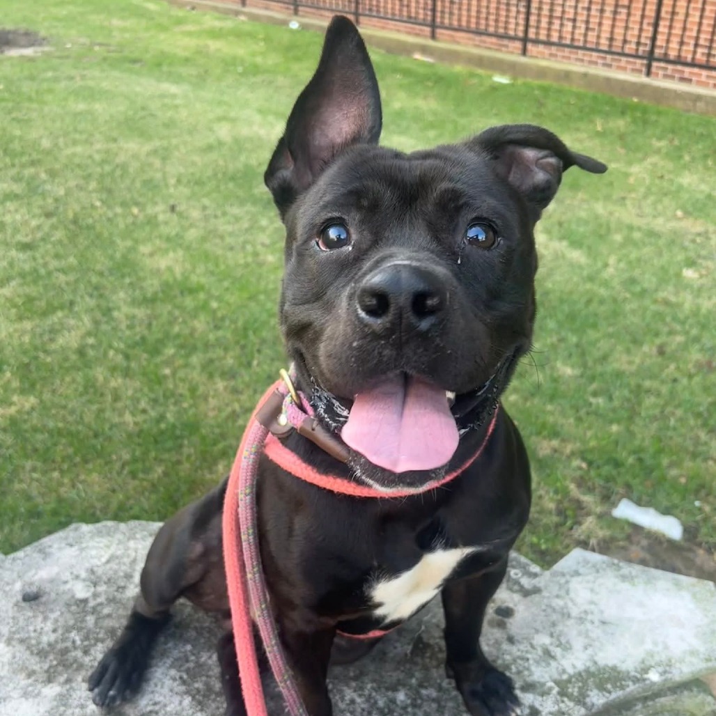Rolex, a Terrier