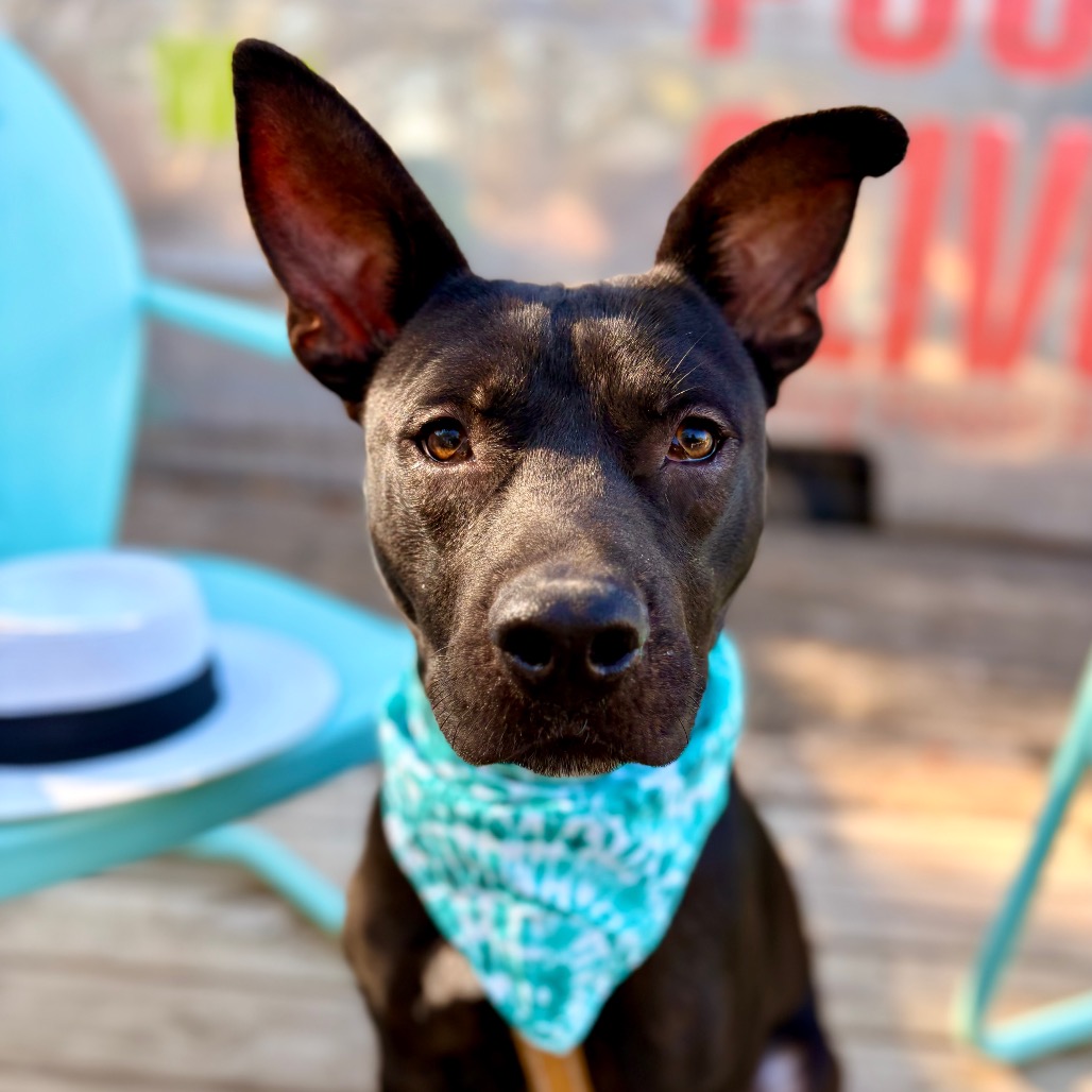 Castlevania — thumbnail 9