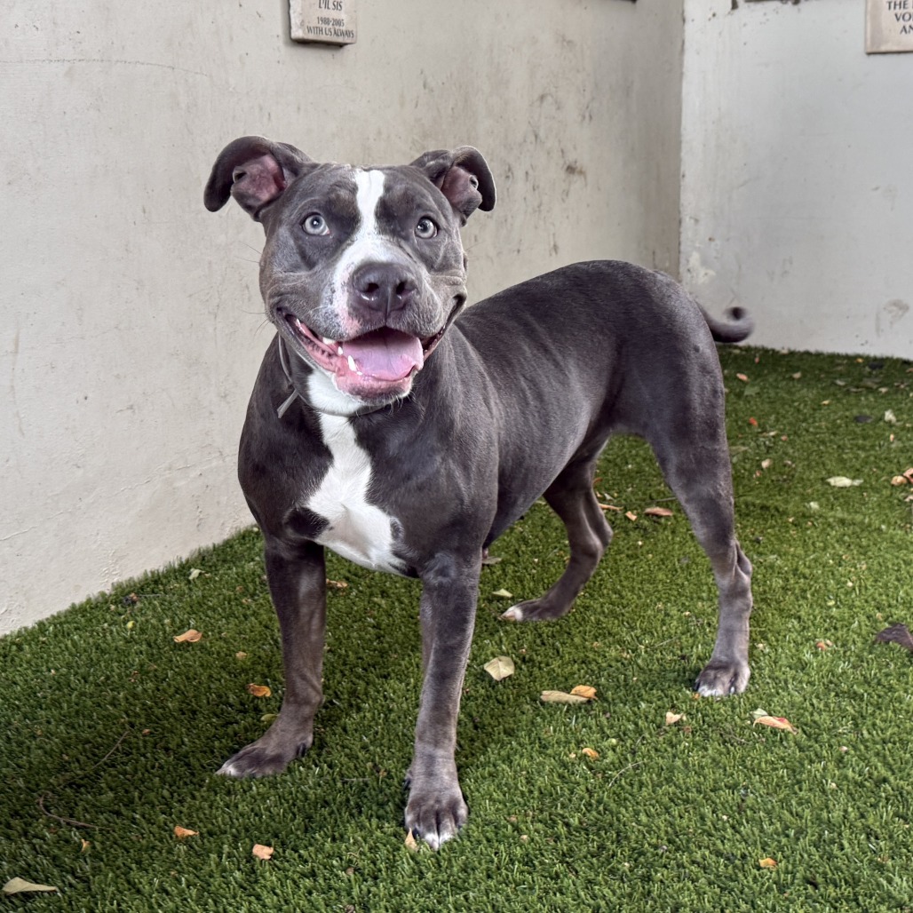 Pit Bull