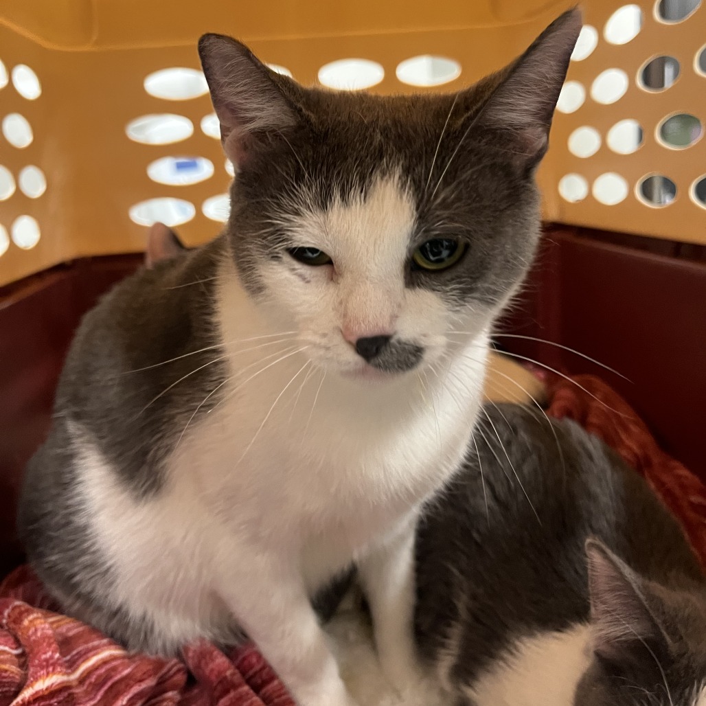 Piri — thumbnail 2