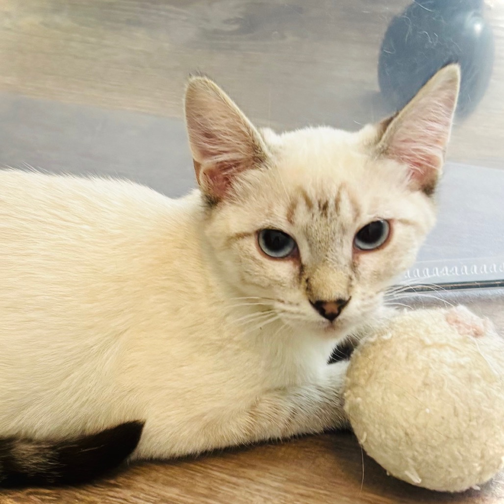 SKYLER - Domestic Shorthair for adoption in West Jordan
