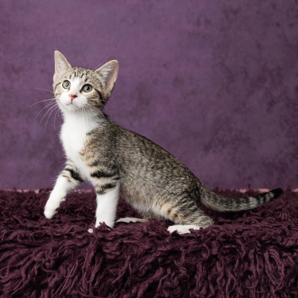 Kovu, photo 4