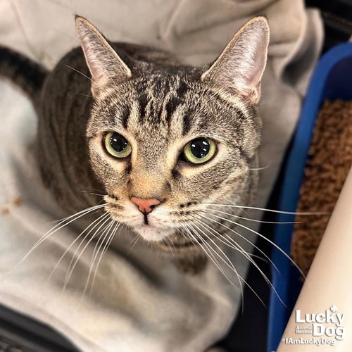 TY - Domestic Shorthair available for adoption