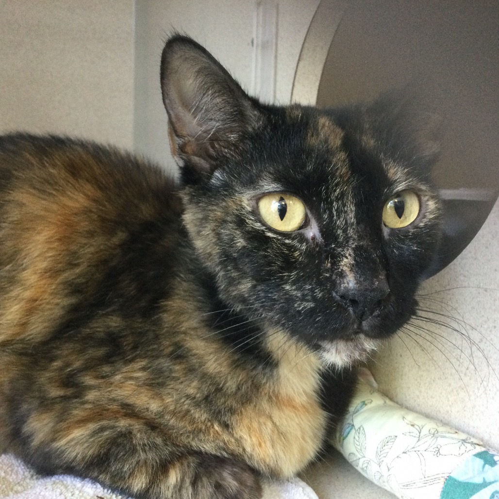 Margot (queen) - Domestic Shorthair