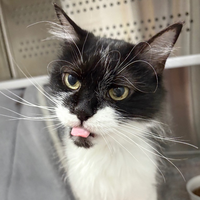 Photo of Parsley playing