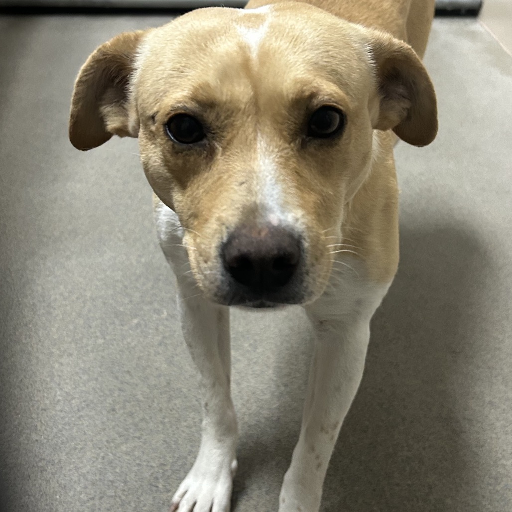  Kennel#20 Gracie's preview photo