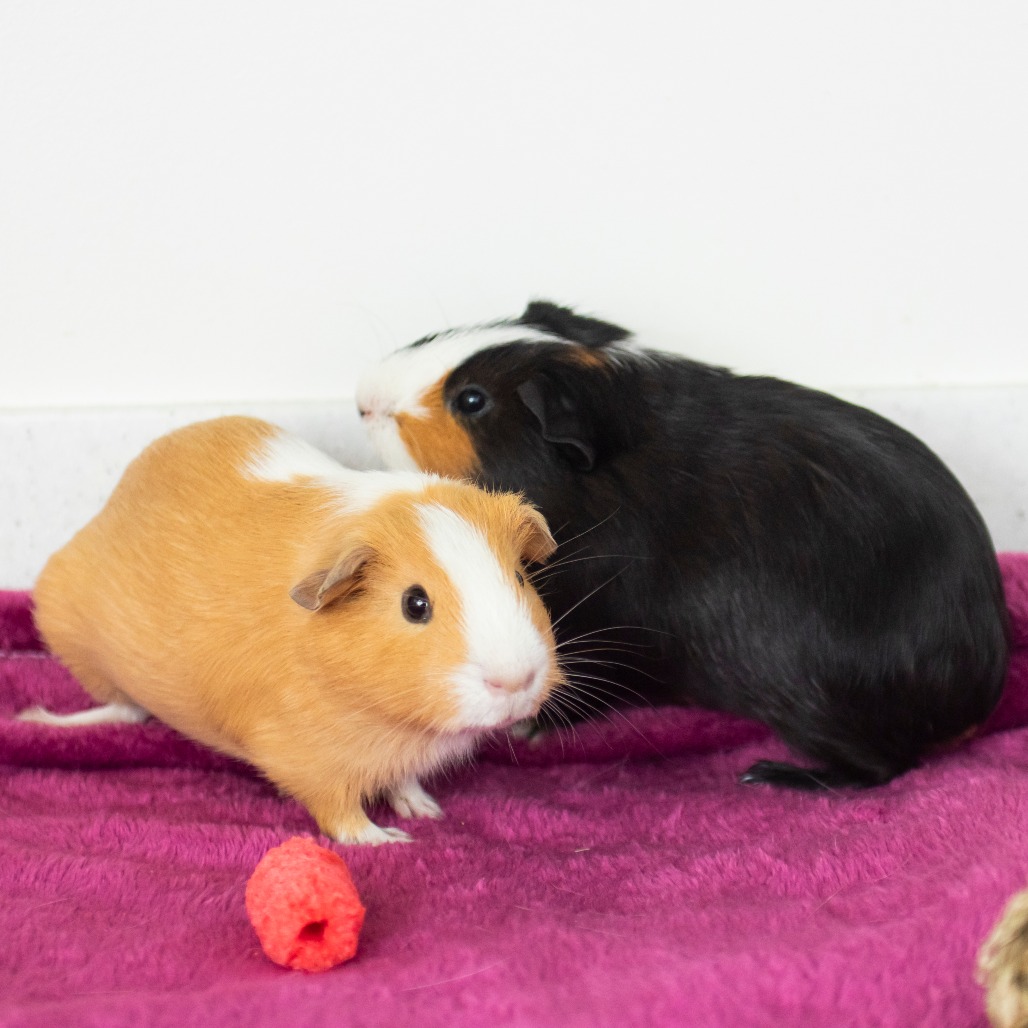 Biscuit, photo 2