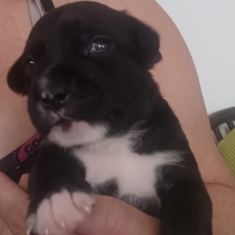 PAUL - Terrier / Mix available for adoption