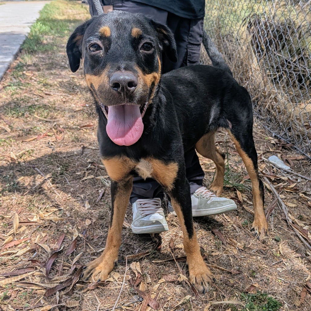 KALUA - Rottweiler / Mixed Breed (Large) available for adoption