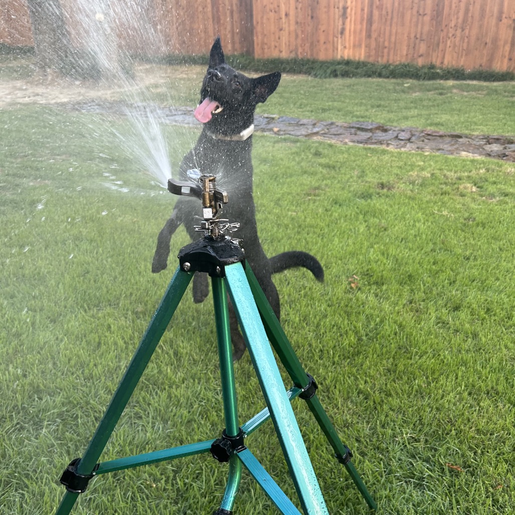 Jet, photo 15