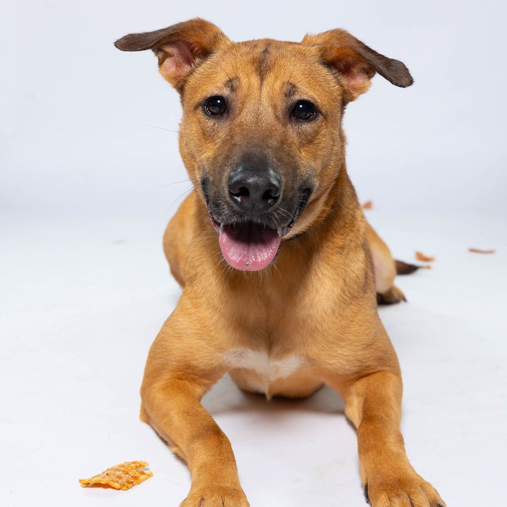 Squirrel Girl , available for adoption at PVAS