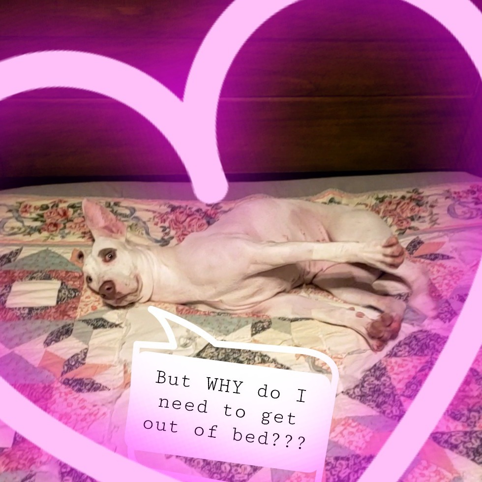 Sunny — thumbnail 9