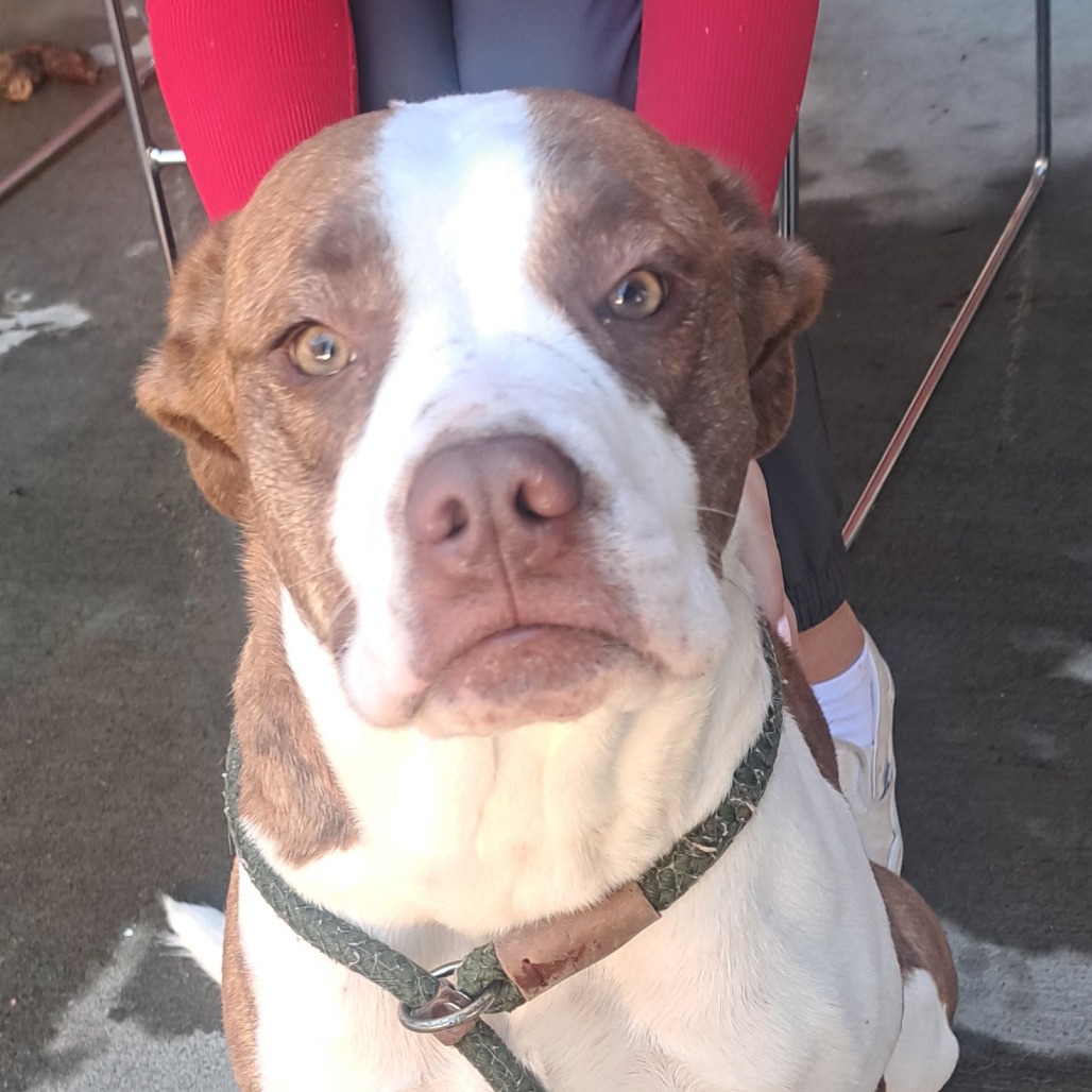 Kennel#31a(Cleo)'s preview photo