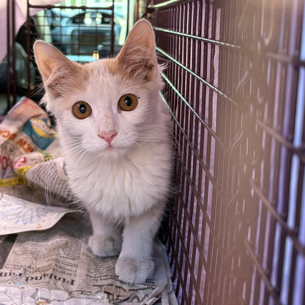 GINGY - Domestic Shorthair available for adoption
