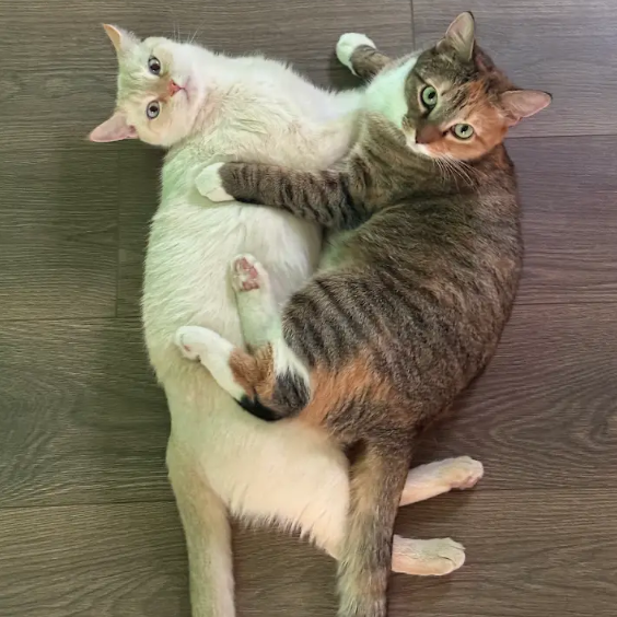 Nutmeg picture #24