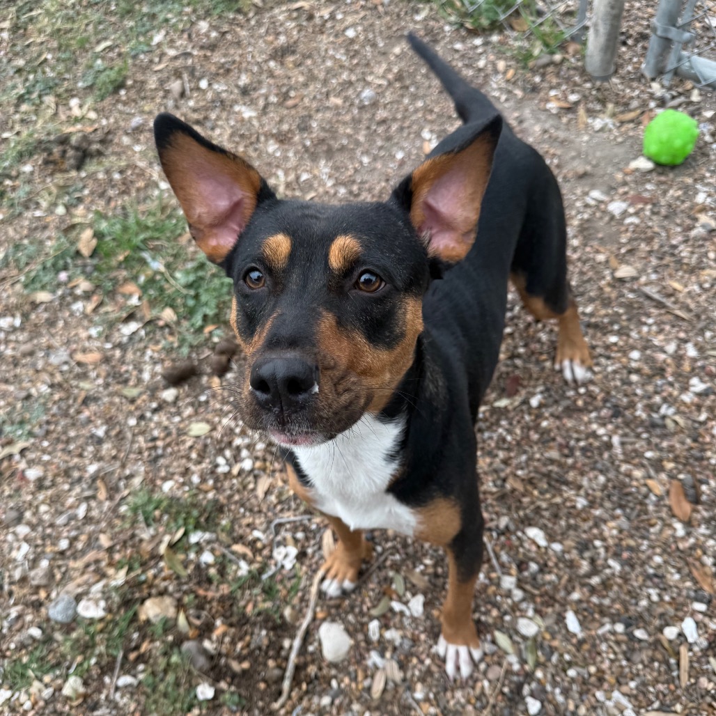 Viola photo 8