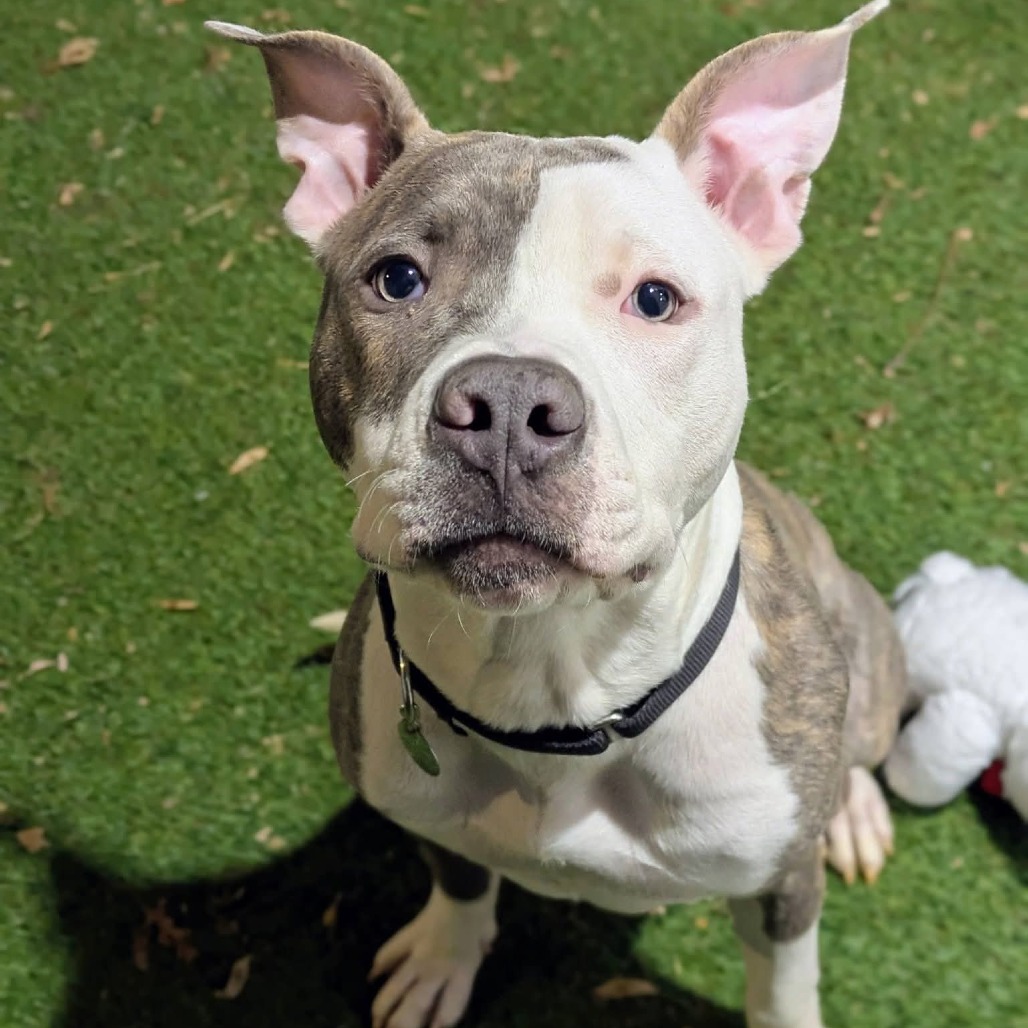 Jiminy — thumbnail 2