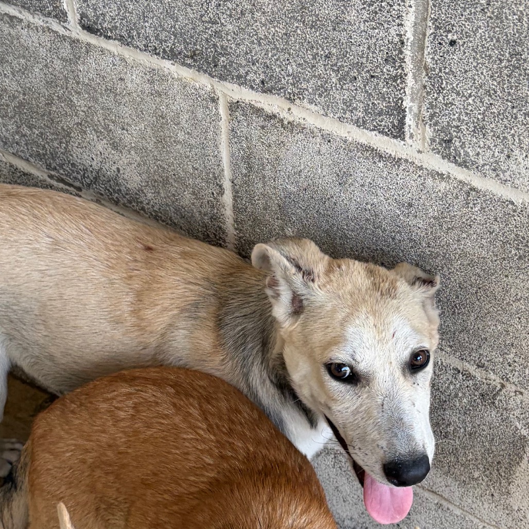 CAITLYN - Retriever, Yellow Labrador / Husky available for adoption