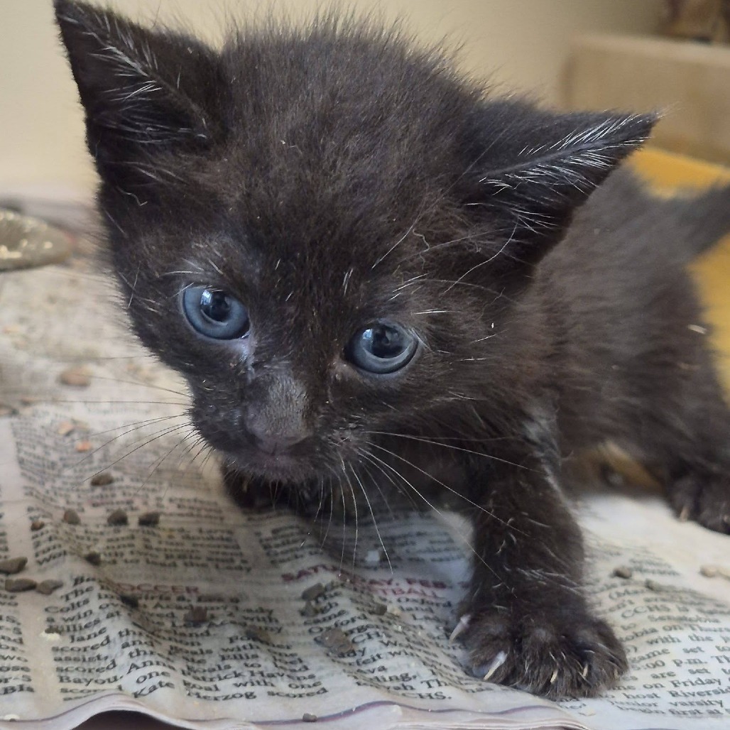 WIND - Domestic Shorthair available for adoption