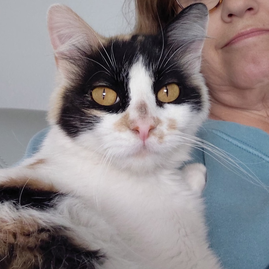 AURORA - Domestic Longhair available for adoption
