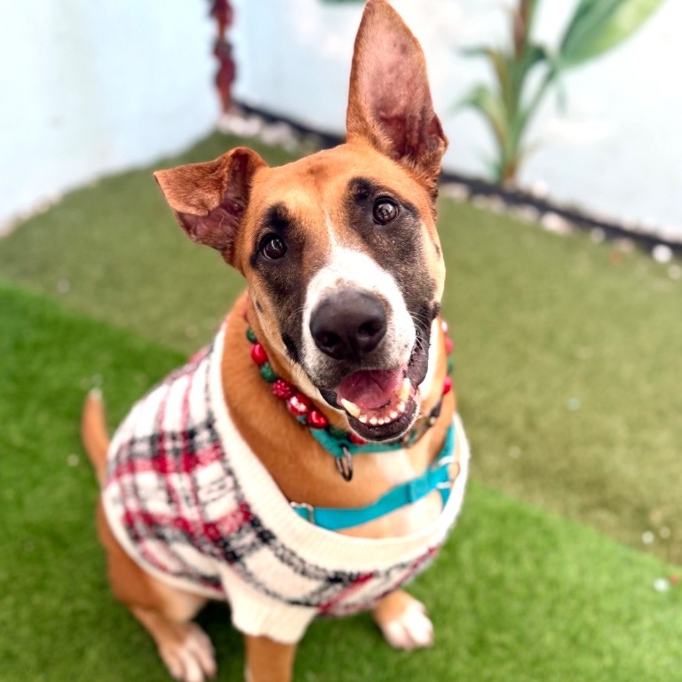 Close-up photo of Peele