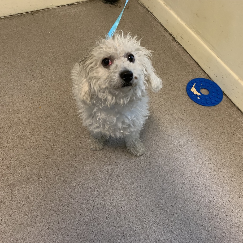 Maltese