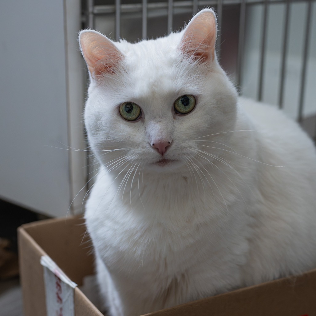 Elsa, photo 12