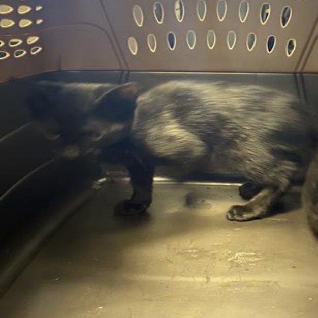 WICKED - Domestic Shorthair available for adoption