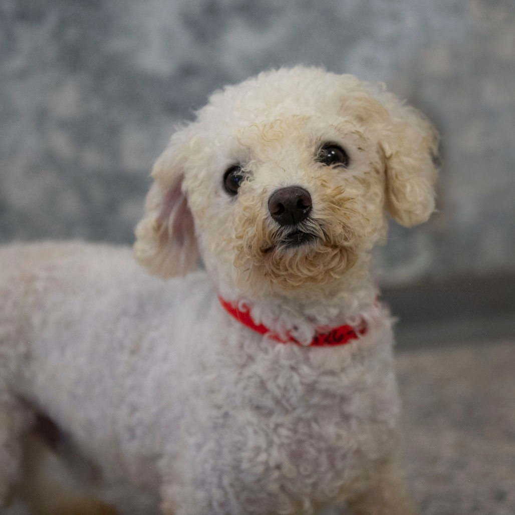 VINNY MY26-138 - Bichon Frise available for adoption