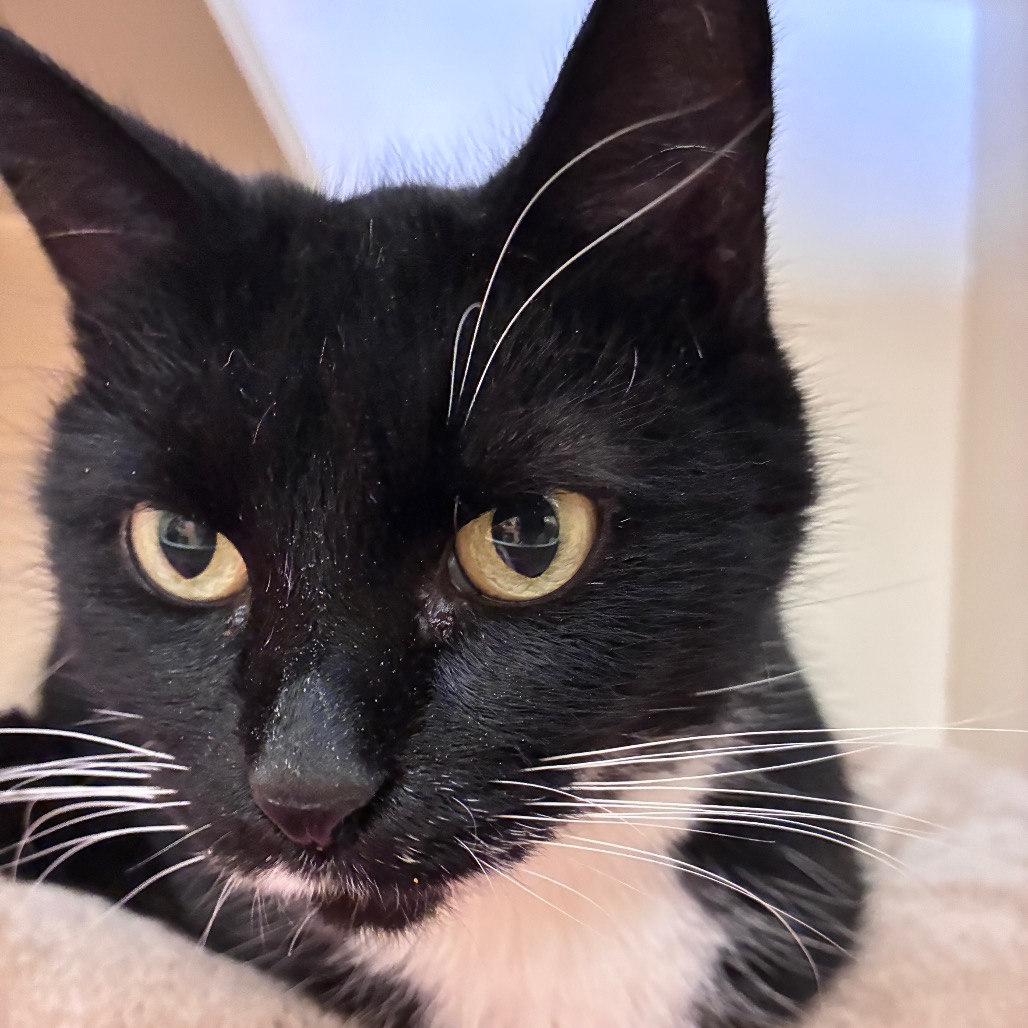 BELLADONNA - Domestic Shorthair available for adoption