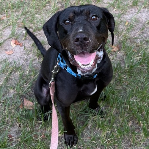 Stella