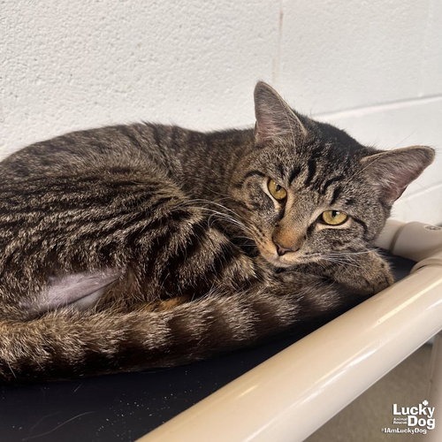 MUFASA - Domestic Shorthair available for adoption