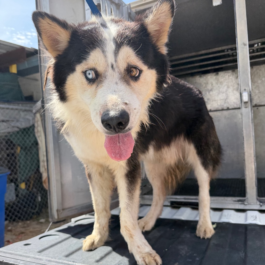 BULBASAUR - Husky / Mix available for adoption
