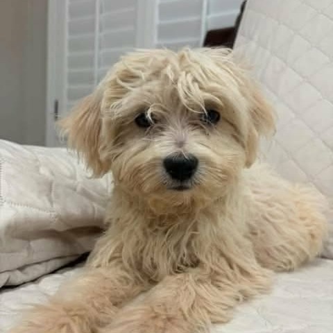 Koa, a Terrier / Mixed Breed (Small)