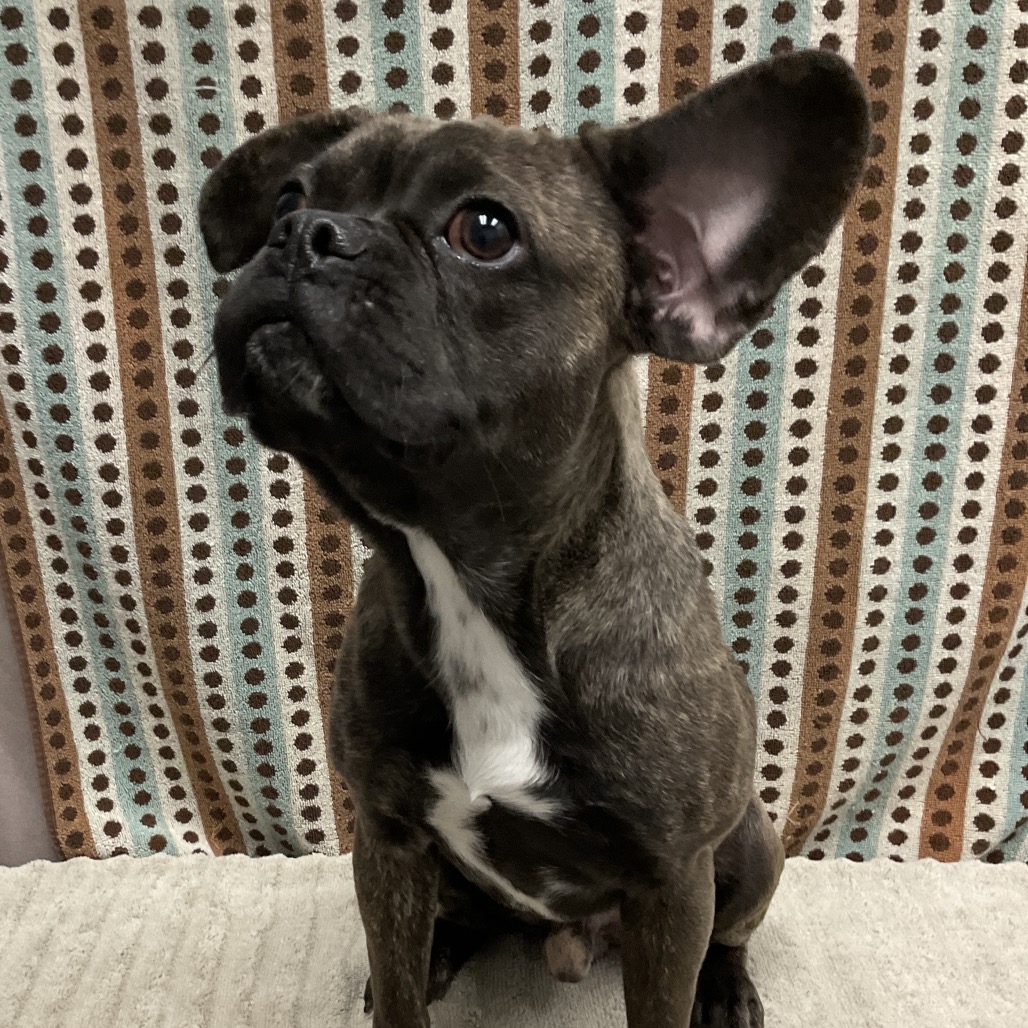 GIZMO - Puggle available for adoption