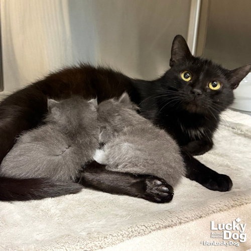 VENUS - Domestic Shorthair available for adoption