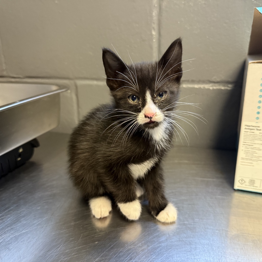 Tusc Stray 84543 2 3