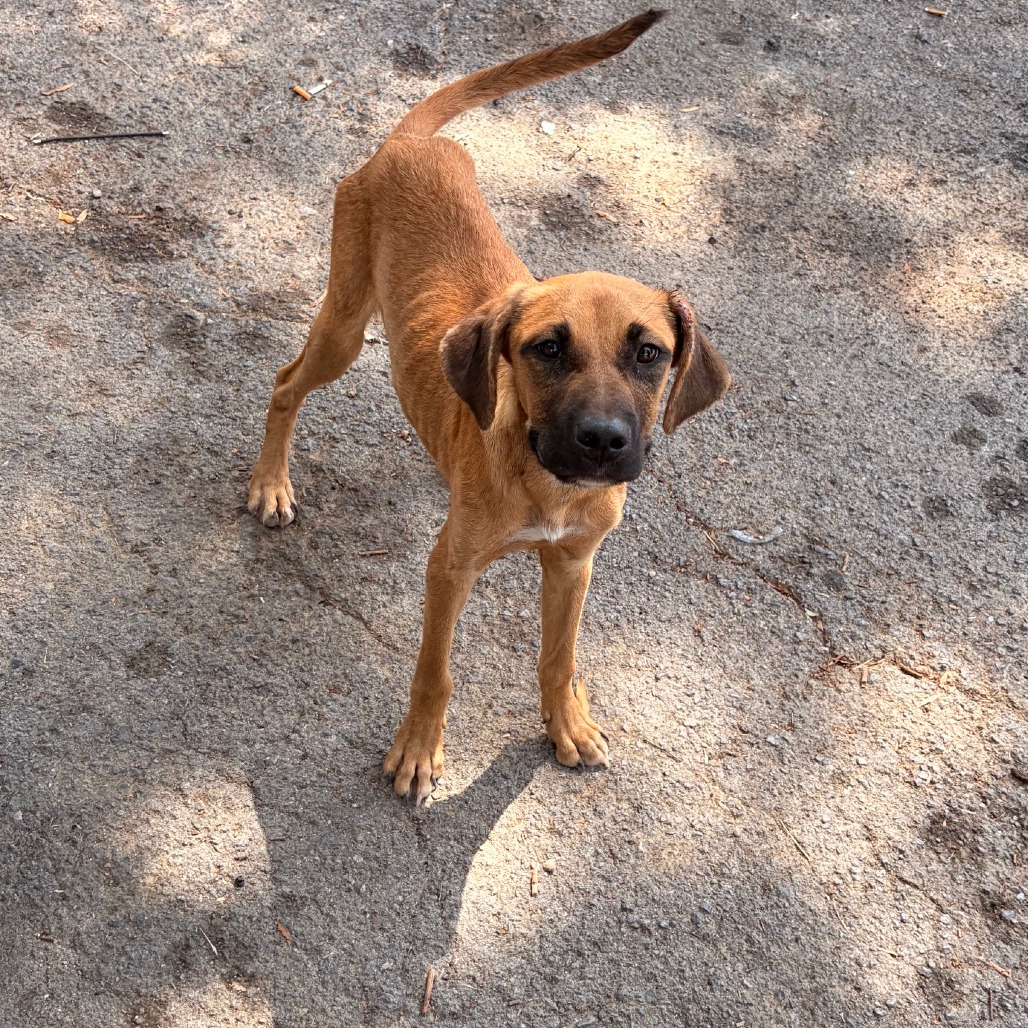 OAK - Mixed Breed (Medium) available for adoption