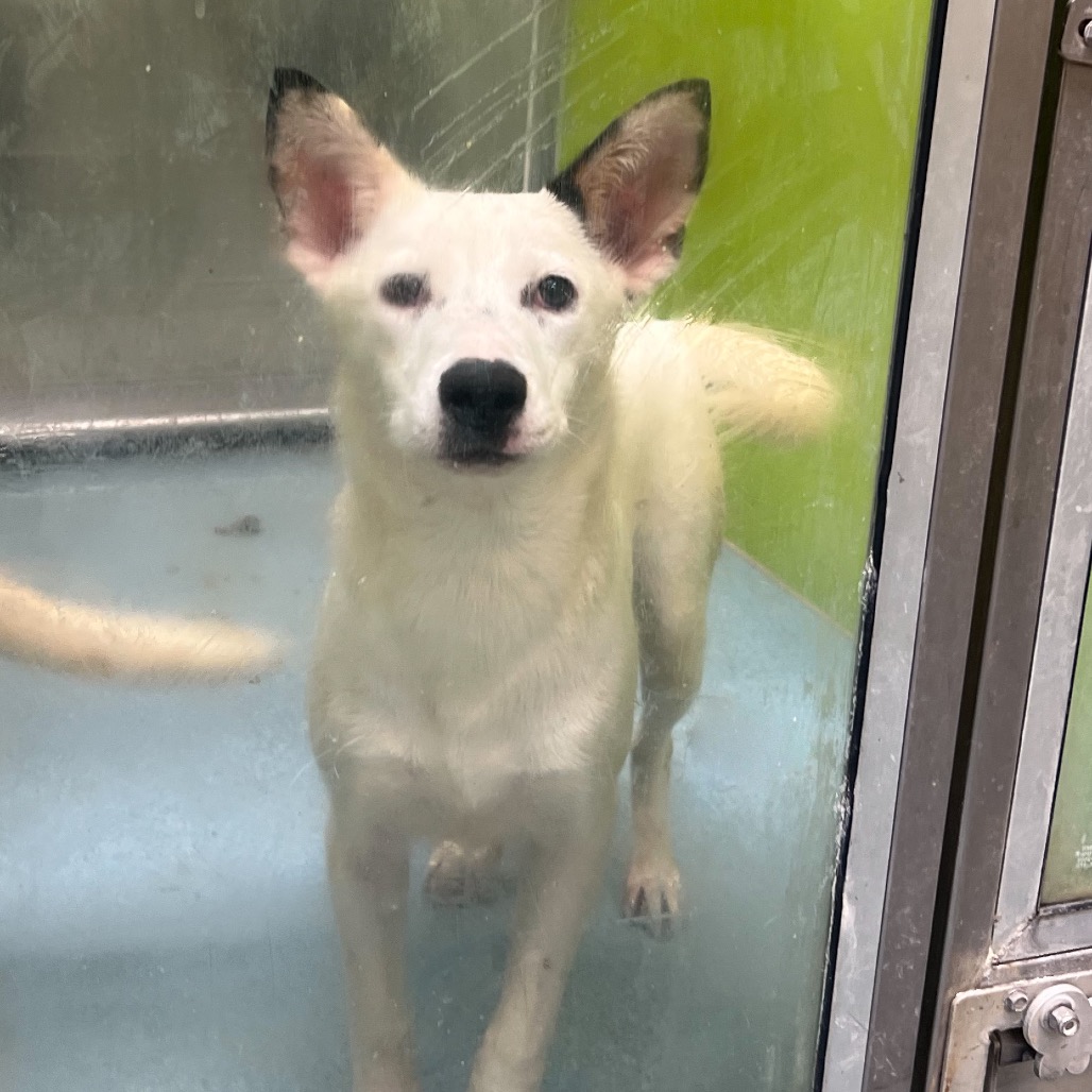 MARILYN - Shepherd available for adoption