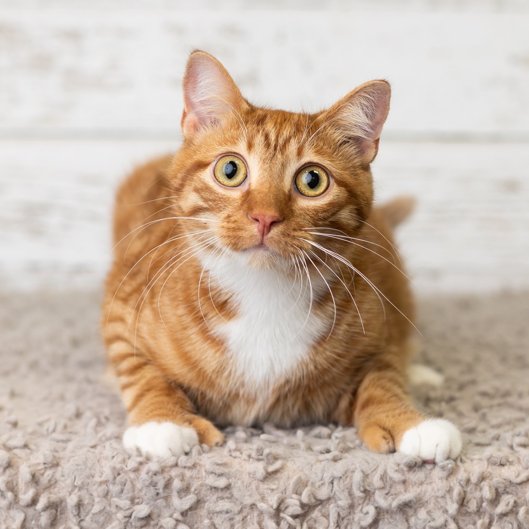 Henry Mittens, photo 3