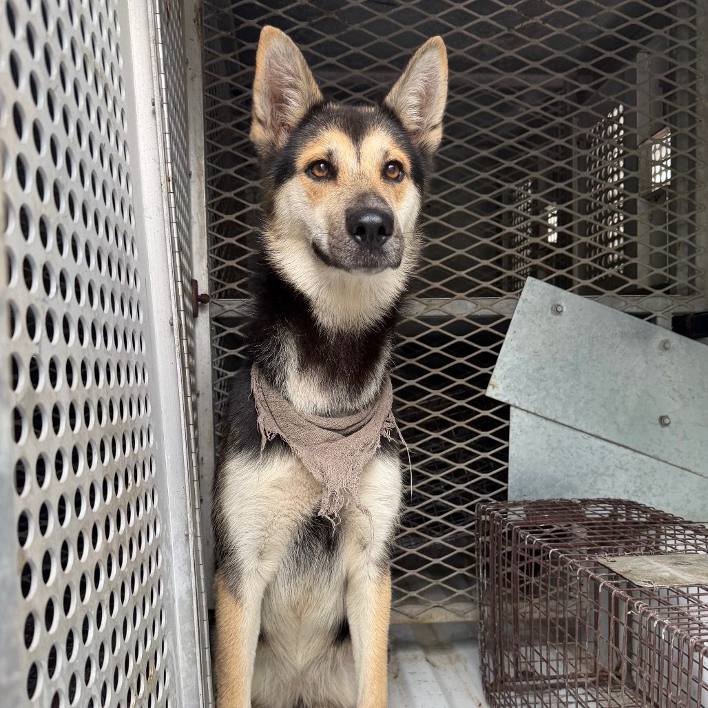 EMILY - Shepherd / German available for adoption