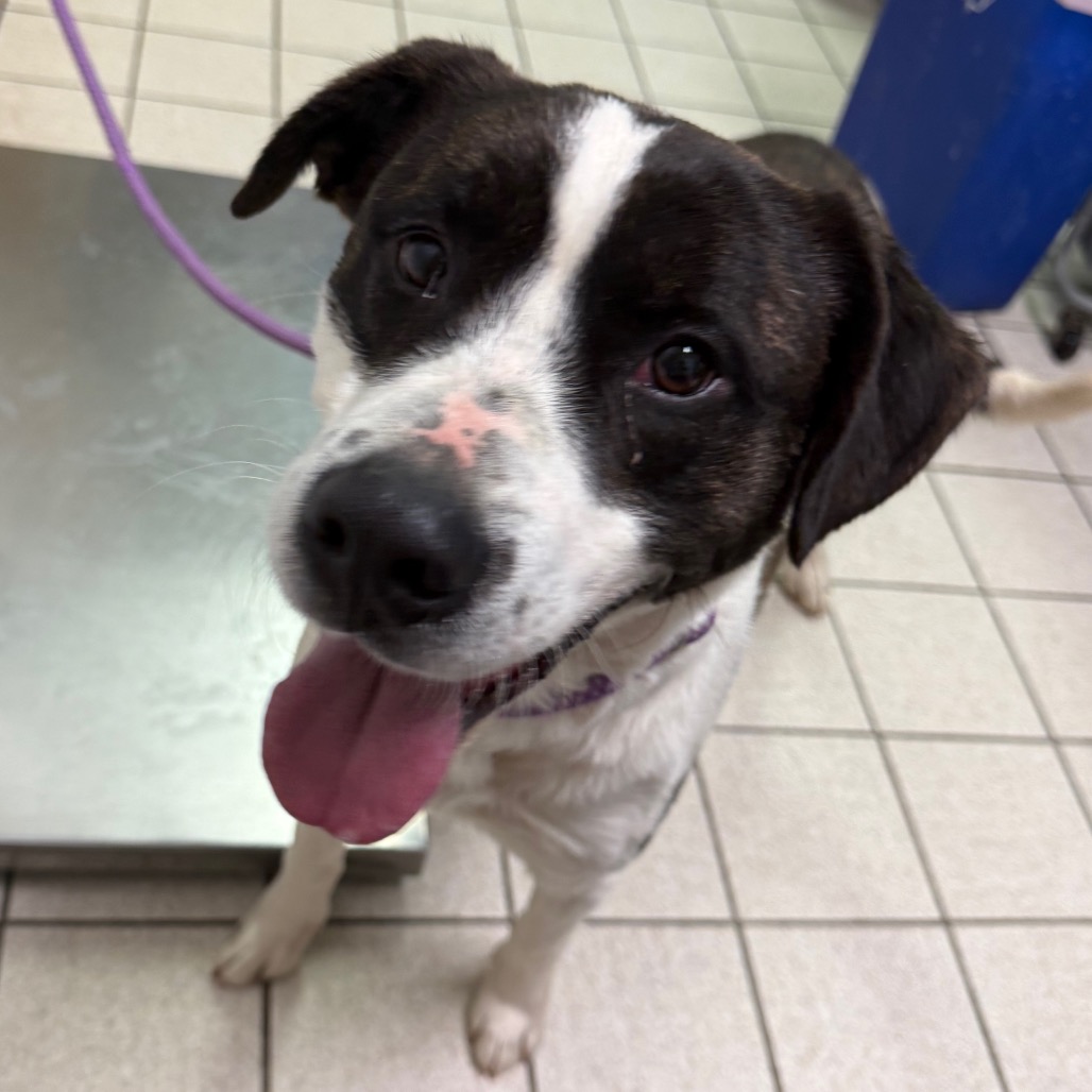 Duke — thumbnail 2